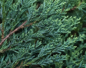 Świeżo ścięte gałązki jałowca Blue Point Juniperus chinensis | Niebieskozielone, wiecznie zielone sadzonki