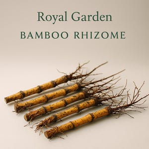 Op de afbeelding: Vijf gele bamboescheuten met bruine wortels, gerangschikt in een rij op een wit oppervlak. De tekst "Royal Garden BAMBOO RHIZOME" wordt boven de scheuten weergegeven.