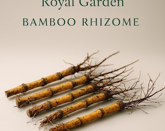 Live Bamboo Rhizomes for Planting | Organic Rooted Cuttings | Rare Garden Starter | Home Grower Bundle