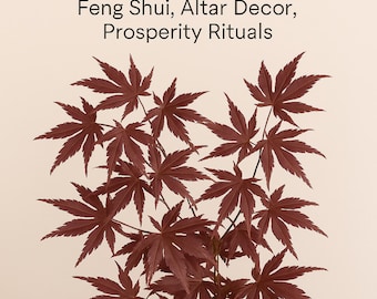 Verse lente Japanse esdoorntakken – feng shui, altaardecor, voorspoedrituelen, heilig aanbod