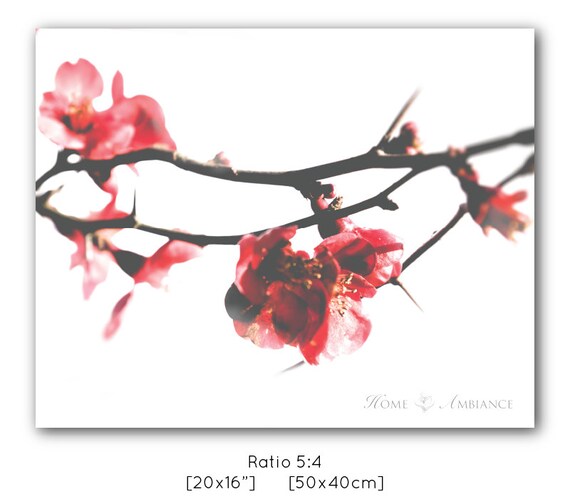 Quince Flower Branch With Thorns Red Blossom Minimalist Fine Etsy