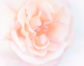 Dreamy rose decor, romantic nature photography, rose wall art, pink floral decor, soft pastel photo print, large canvas art, nursery decor