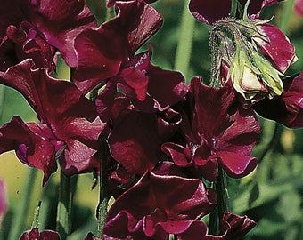 SWEET PEA Royal White Seeds F 285