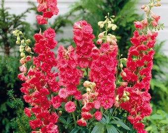 Burgundy Red Delphinium Clip Hair Flower