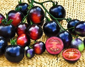 Tomato Bonsai Kibits Vegetable Plants 100 PCS Seeds Free Shipping Easy To Grow N