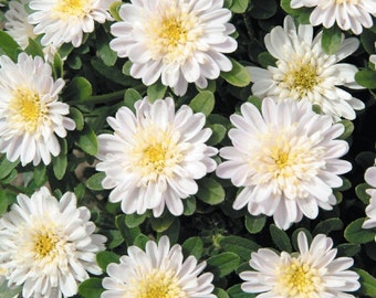 Aster Elsa Flower Seeds from Ukraine