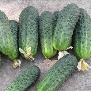 Könnte beinhalten: Eine Gruppe grüner Gurken mit einer unebenen Textur. Die Gurken sind auf einer grauen Oberfläche angeordnet.