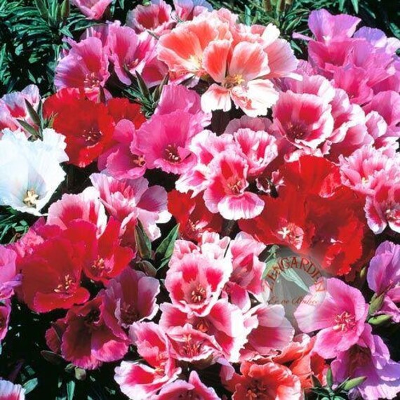 Godetia Grandiflora Mix Flower Seeds from Ukraine#11