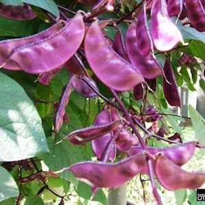 Hyacintenbonen *Dolichos lablab* Ruby sparks Flower Seeds