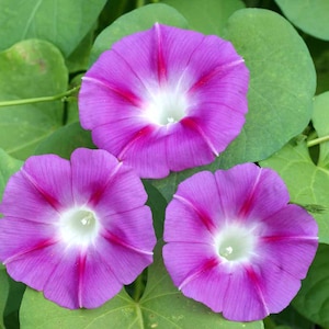 Ipomoea Purpurea Purple Star  mix Flower Seeds from Ukraine #1100