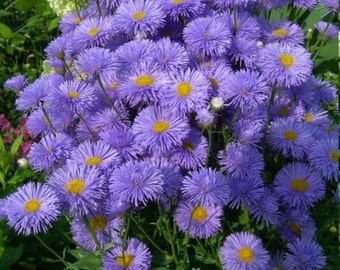 Semillas de flores azules de Erigeron de Ucrania #1437