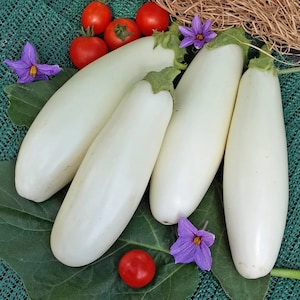 Aubergine Kerne Weiß F1