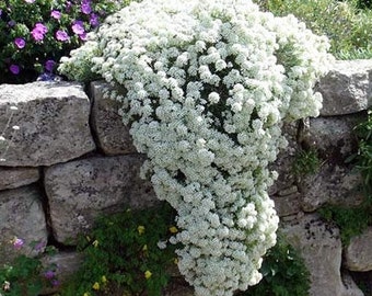 Tapis de neige Alyssum Graines de fleurs