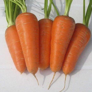 Carrot seeds Olenka Heirloom Vegetable Seed early#818
