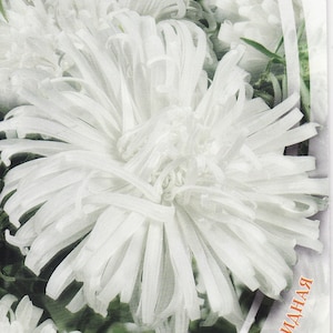 Aster Callistephus Chinensis Braut Blumensamen aus Ukraine #968