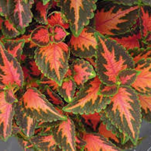 Coleus Wizard Color Mix Flower Seeds