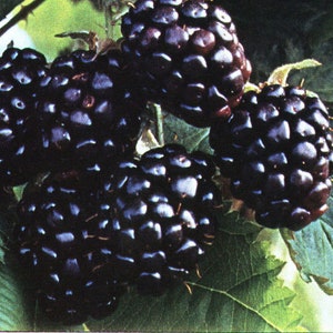 Blackberry Big Black Seeds Berries Seed from Ukraine/ 50 seeds