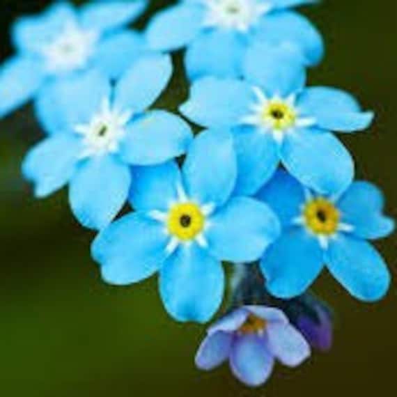 Myosotis alpestris 忘れな草の青い花の種子（ウクライナ産） - Etsy 日本
