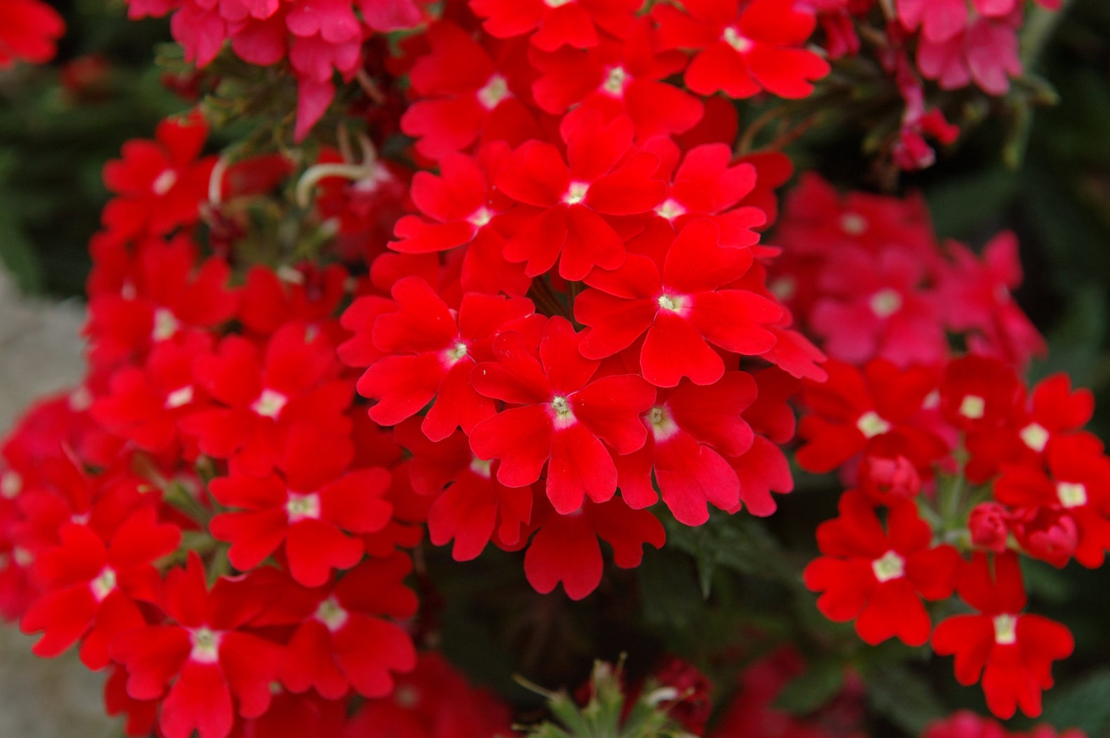 Flower Seeds Verbena x Hybrida Red from Ukraine1011 Etsy