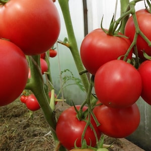 Tomato Seed Riddle - Etsy