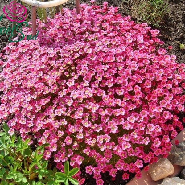 Saxifraga arendsii Purple Robe semillas