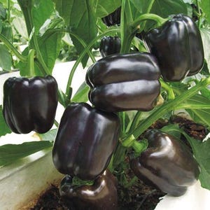 Sweet Pepper Seeds Black square