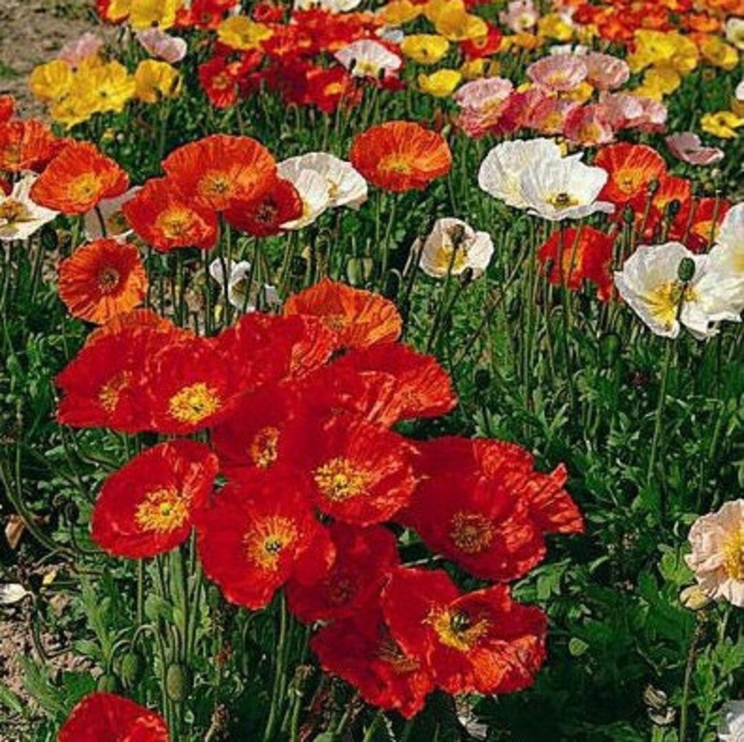 Poppy Papaver Nudicaule Flower Seeds From Ukraine - Etsy Israel, image size:1080x1077