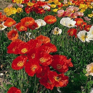 Poppy Papaver nudicaule Flower Seeds from Ukraine