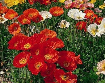 Semi di papavero (Papaver nudicaule) dall'Ucraina