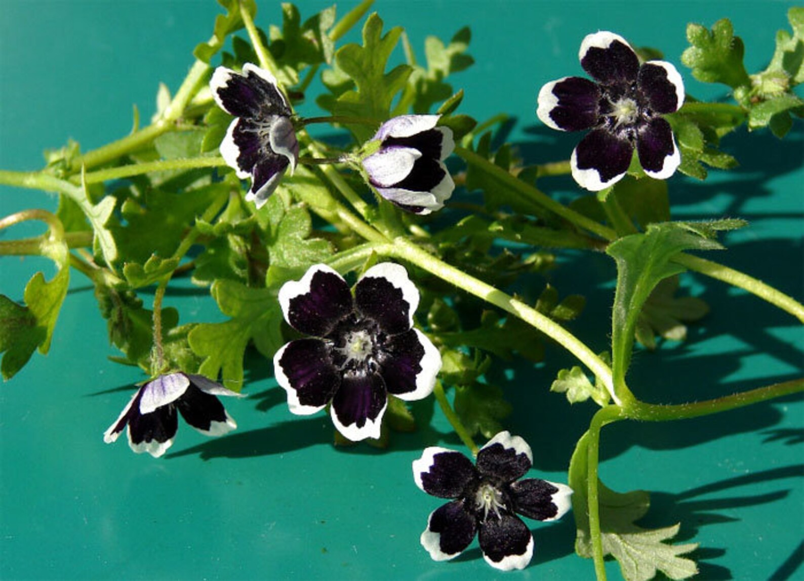 Nemophila discoidalis Penny Black Flower Seeds Etsy