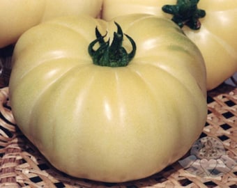 Semillas de Tomate Gigante Blanco