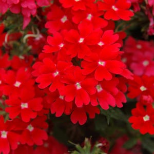 Verbena x hybrida red flower seeds