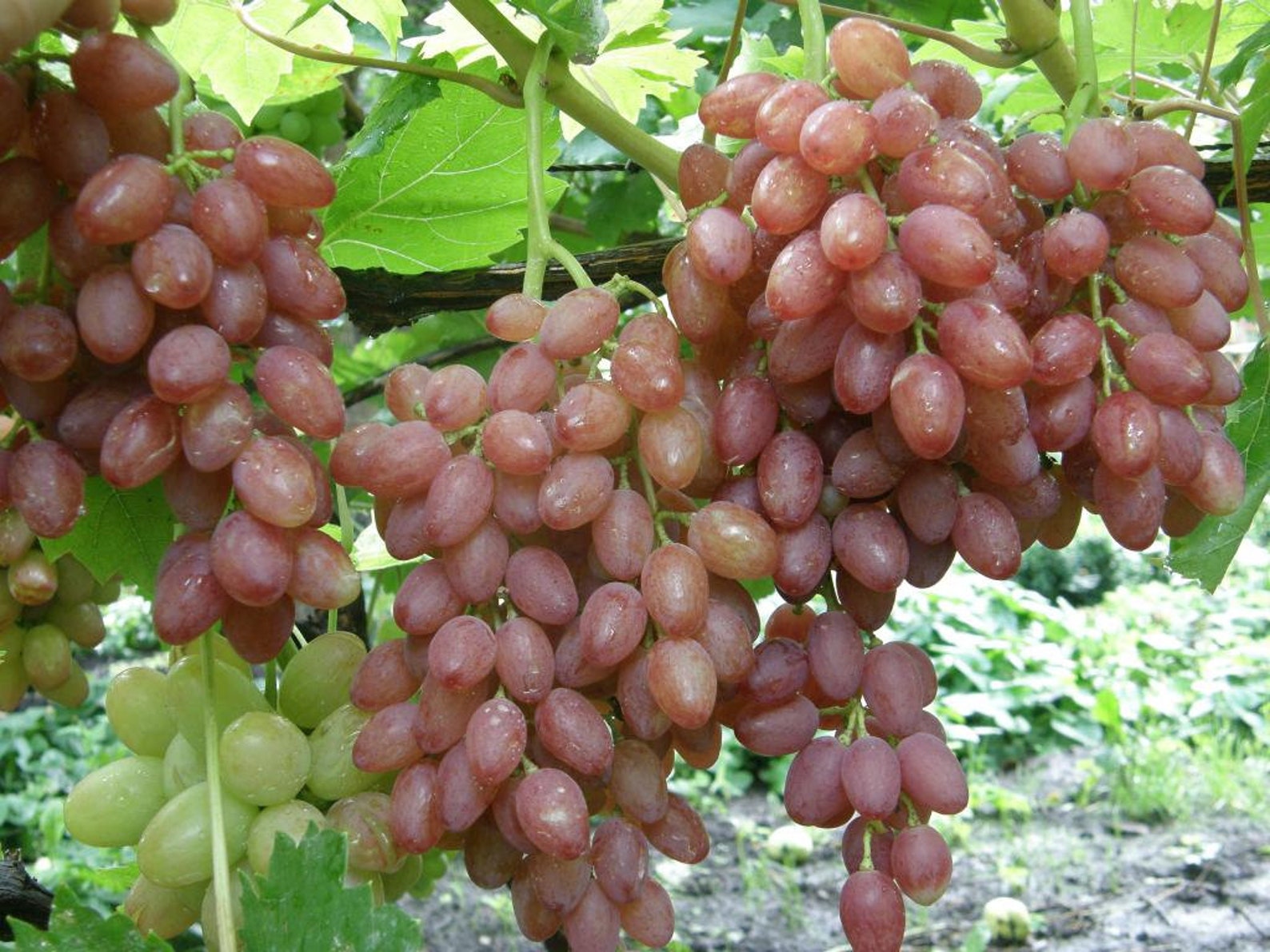 Mix of Table Grape Varieties 20 Seeds Etsy