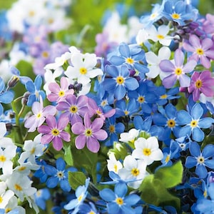 Myosotis alpestris Vergissmeinnicht Farbmix Blumensamen