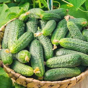 Cucumber Seeds Marinda f1 Vegetable seeds