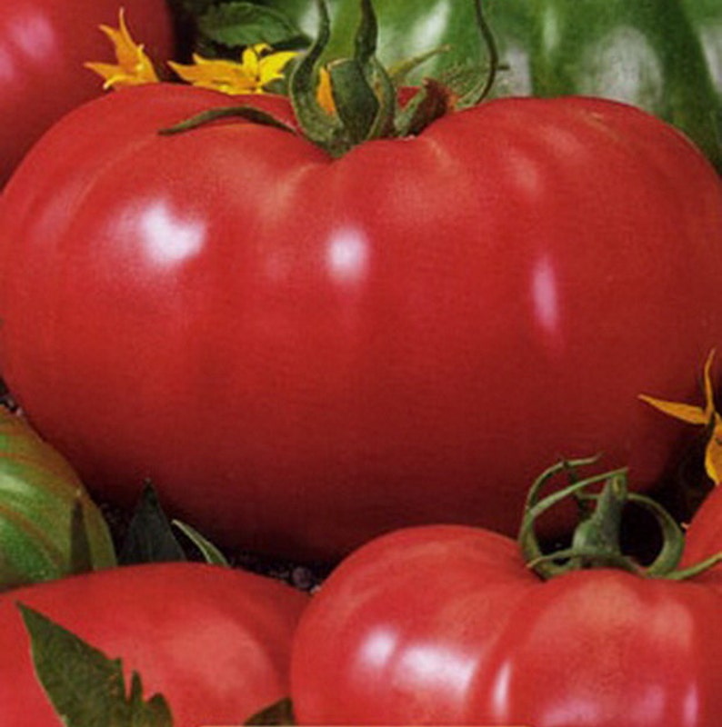 Tomato Seeds Favorit Ukraine Heirloom Vegetable Seeds 1348 Etsy
