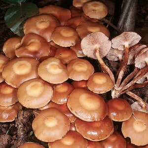 Kuehneromyces mutabilis (été) Champignon / Spores de mycélium Spawn Graines séchées