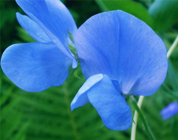 BURGUNDY LATHYDORUS ODORATUS 20 SEEDS 20 SWEET PEA HEIRLOOM BEUJOLAIS SEEDS