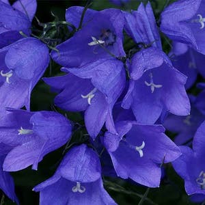 Flowers Seeds Campanula Carpatica Blue from Ukraine#1134