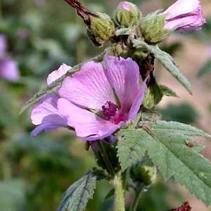 Samen Kräuter Althaea Officinalis Perennials Erbstück Kräutersamen #569