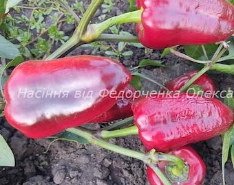 Semi di peperone dolce Ajvarski