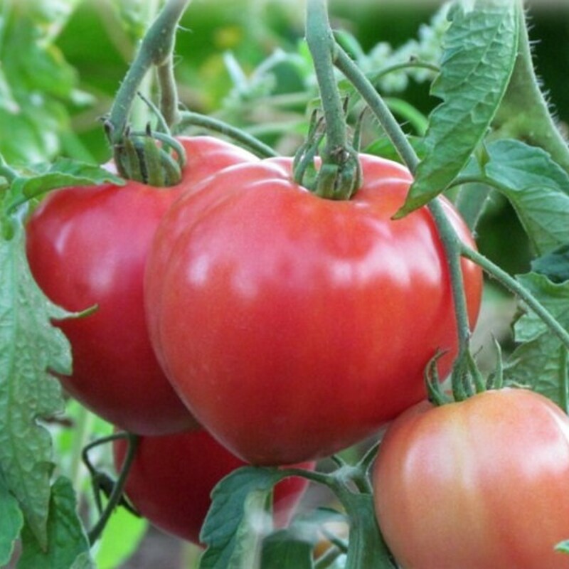 Uska Ek Es Q Pcc E Ek Esobk Qamobr E Qambede Qamsobqam Redeemqa Esob 