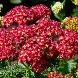 Achillea Large-flowered Cherry queen Flower Seeds #1963