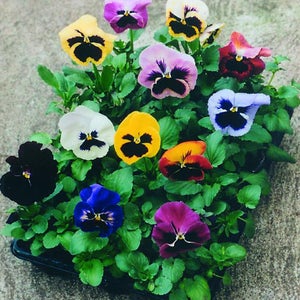 Violet Swiss mix Flower Seeds from Ukraine#1028