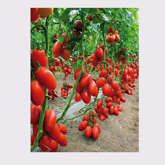 Tomato Seeds Trio From Ukraine 1801 Etsy