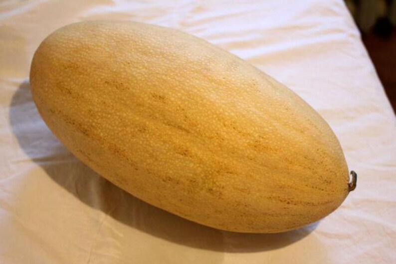 Melon Seeds Torpedo Uzbekistanskaya Ukraine Heirloom Vegetable Etsy