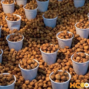 Chufa. Ground almonds seeds