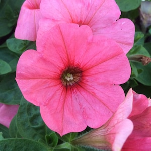 Flower Seeds hang-downing Avalanche Pink F1