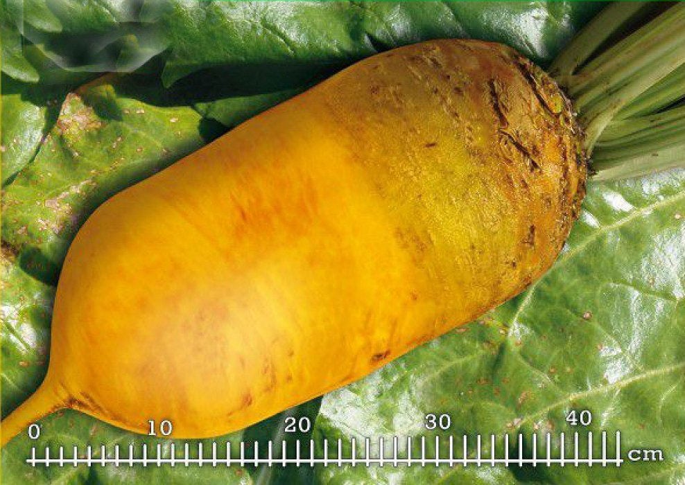 20 g / Beet Seeds mangel Ursul poly Heirloom Vegetable Beet Etsy