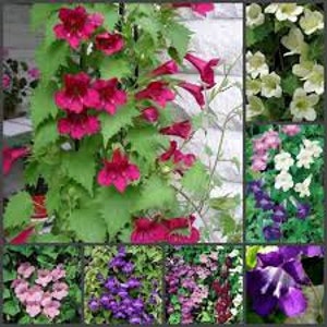 May include: A collage of images displaying different flowering vines. The central image shows vibrant red flowers with green leaves. Other images feature white, pink, and purple blooms, showcasing the variety of climbing plants.